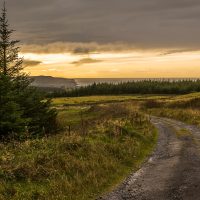 A country lane exiting pine forest with views over the Cliffs of Moher.