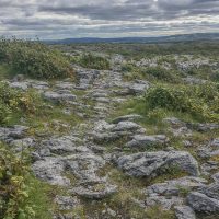 Part of the farm loop showing the rocky pathway over the karst landscape, some bramble bushes and the hills of Clare in the background