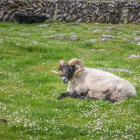 One of the sheep at Caherconnell in a field of daisies with a stone wall