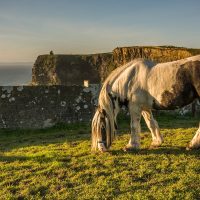 A cob pony eating grass in a field beside the cliff walk on Guerins farm. O'Briens tower and the Cliffs of Moher behind
