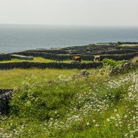 Inis Meain Fields of Flowers